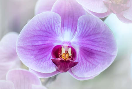 Vanda orchid flower in Thailandの写真素材
