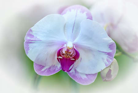 Vanda orchid flower in Thailandの写真素材