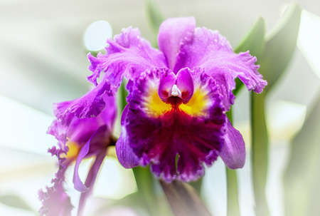 Cattleya orchid flower in Thailandの写真素材