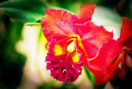 Cattleya orchid flower in Thailandの写真素材
