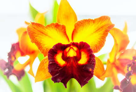 Cattleya orchid flower in Thailandの写真素材