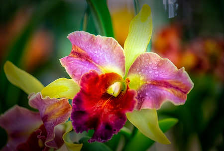 Cattleya orchid flower in Thailandの写真素材
