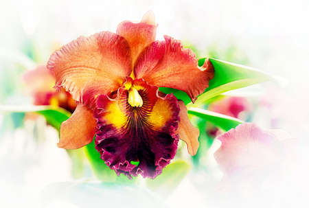 Cattleya orchid flower in Thailandの写真素材