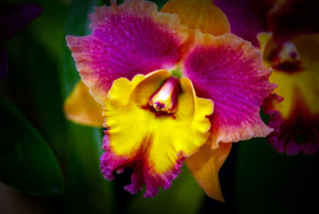 Cattleya orchid flower in Thailandの写真素材