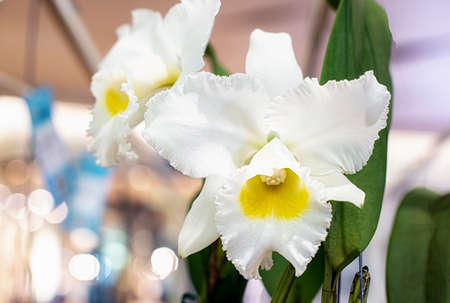 Cattleya Queen Sirikhit flower in Thailandの写真素材