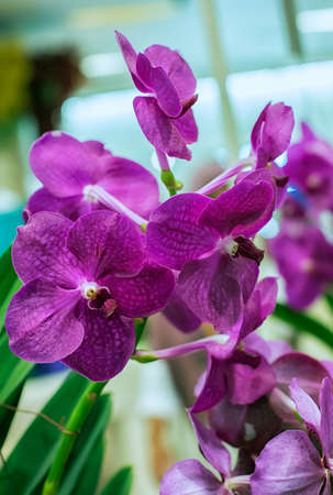 Vanda orchid flower in Thailandの写真素材