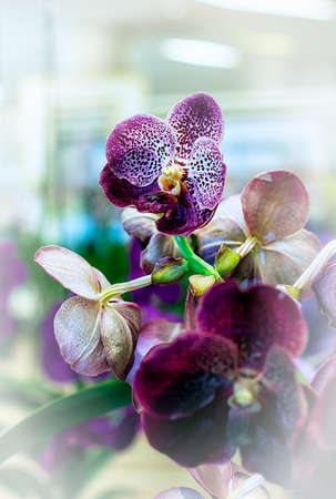 Vanda orchid flower in Thailandの写真素材