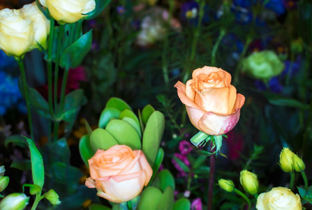 beautiful flowers wall background with amazing rosesの写真素材