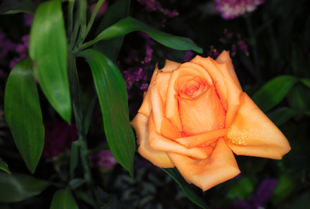 beautiful flowers wall background with amazing rosesの写真素材