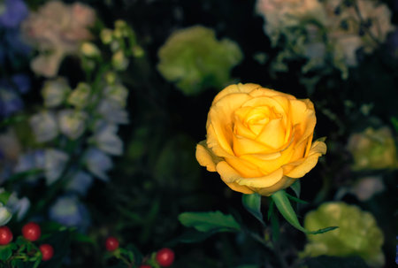 beautiful flowers wall background with amazing rosesの写真素材