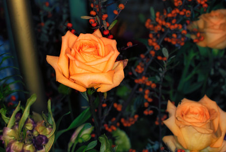 beautiful flowers wall background with amazing rosesの写真素材