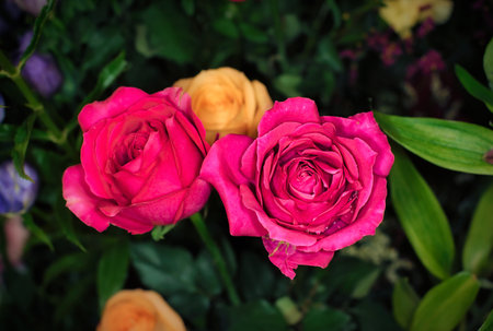 beautiful flowers wall background with amazing rosesの写真素材