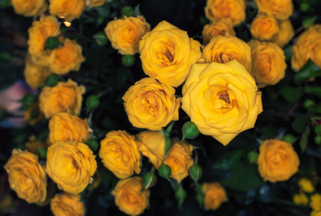beautiful flowers wall background with amazing rosesの写真素材