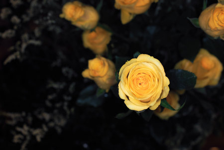 beautiful flowers wall background with amazing rosesの写真素材