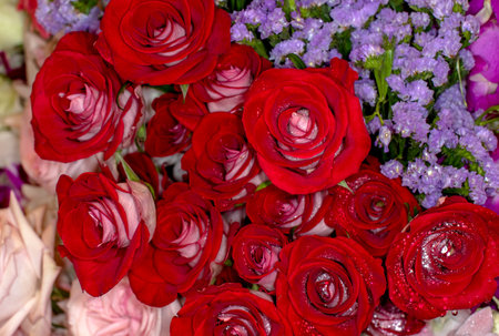 beautiful flowers wall background with amazing rosesの写真素材