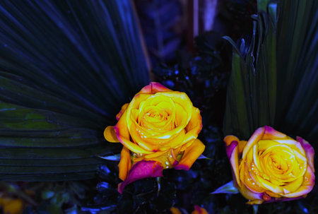 beautiful flowers wall background with amazing roses