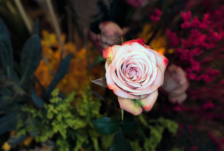 beautiful flowers wall background with amazing roses