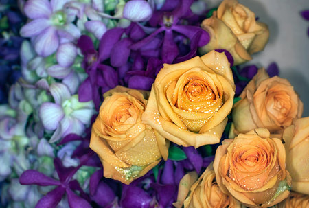 beautiful flowers wall background with amazing rosesの写真素材