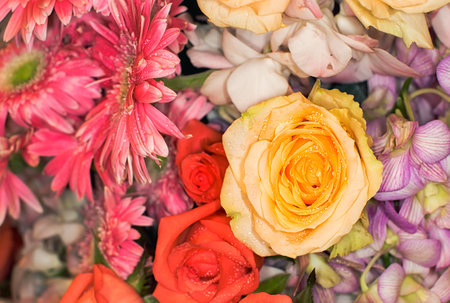 beautiful flowers wall background with amazing rosesの写真素材