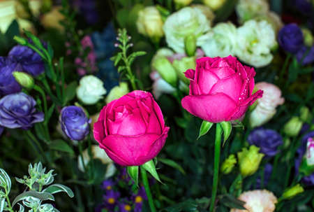 beautiful flowers wall background with amazing rosesの写真素材