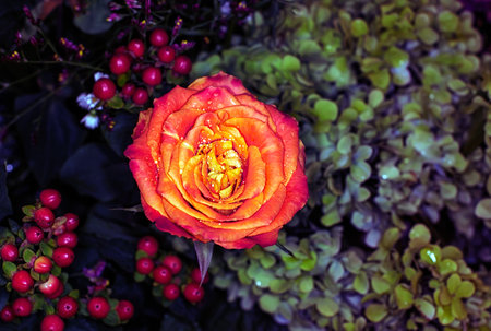 beautiful flowers wall background with amazing roses