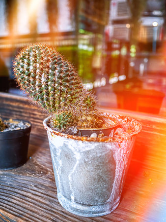 Small plant in pot or cactusの写真素材