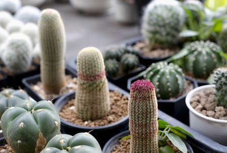 Many small cactus in different shapes and different colors growing in potsの写真素材