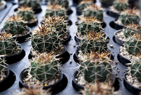 Many small cactus in different shapes and different colors growing in potsの写真素材
