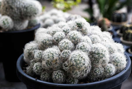 Many small cactus in different shapes and different colors growing in potsの写真素材