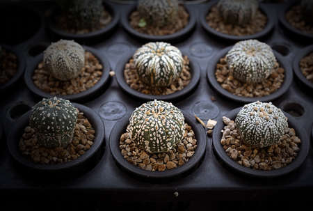 Many small cactus in different shapes and different colors growing in pots