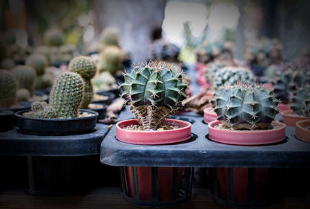 Many small cactus in different shapes and different colors growing in pots