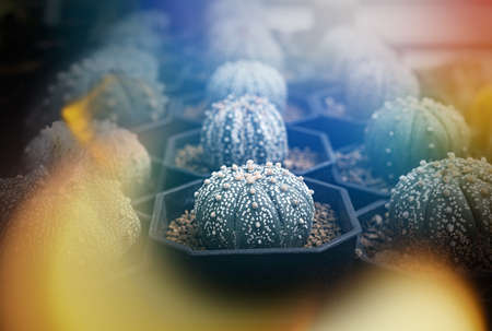 Many small cactus in different shapes and different colors growing in potsの写真素材