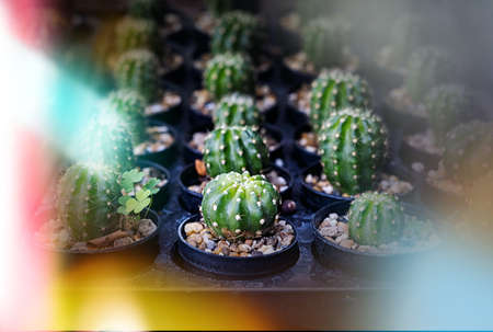 Many small cactus in different shapes and different colors growing in potsの写真素材
