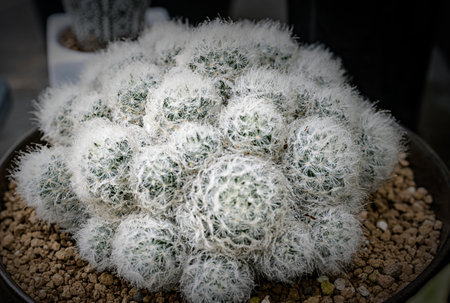 Many small cactus in different shapes and different colors growing in pots
