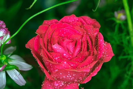 Beautiful rose in a gardenの写真素材