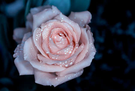 Beautiful rose in a gardenの写真素材