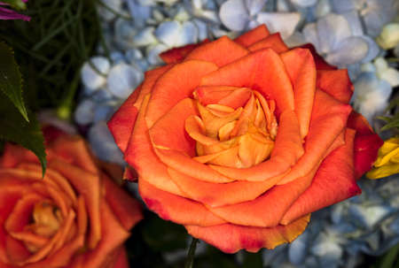 Beautiful rose in a gardenの写真素材
