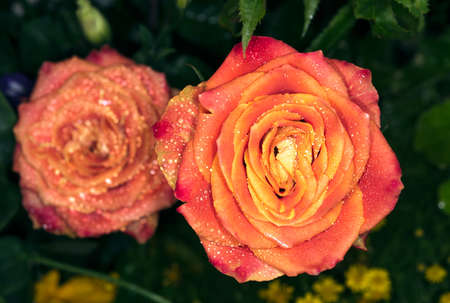 Beautiful rose in a gardenの写真素材