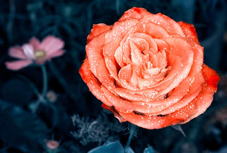 Beautiful rose in a gardenの写真素材