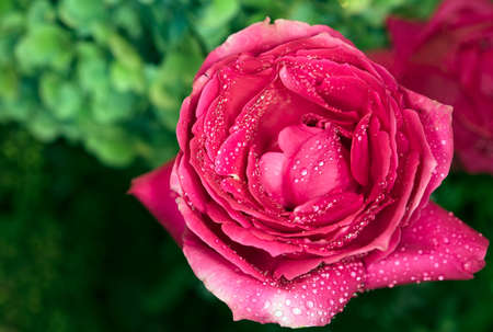 Beautiful rose in a gardenの写真素材