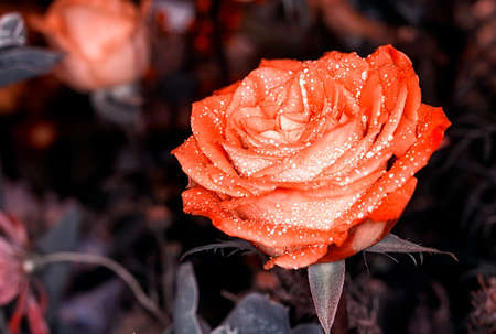 Beautiful rose in a gardenの写真素材