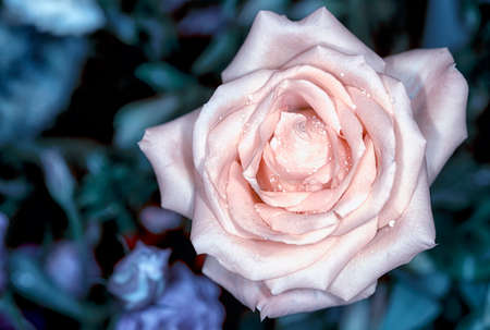 Beautiful rose in a gardenの写真素材