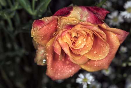 Beautiful rose in a gardenの写真素材