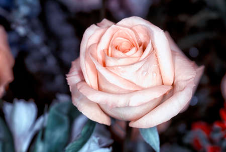 Beautiful rose in a gardenの写真素材