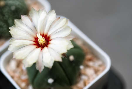cactus with flower in a potの写真素材