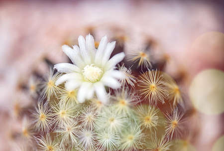 cactus with flower in a potの写真素材