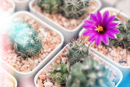 cactus with flower in a potの写真素材