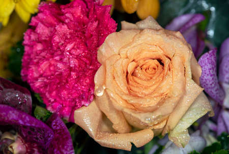 Beautiful rose in a gardenの写真素材