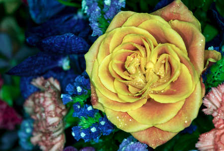 Beautiful rose in a gardenの写真素材