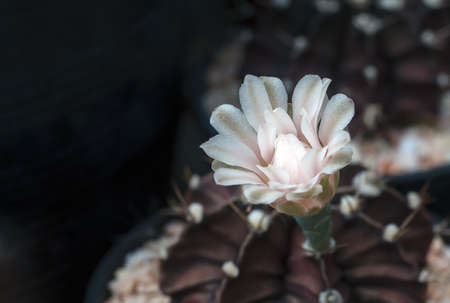 cactus with flower in a potの写真素材
